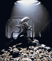 Alienvs Predator(Fighting) Java game artwork